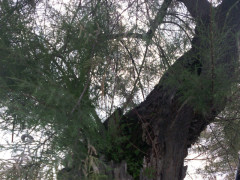 Nuovi alberi in citt&agrave;. Un progetto del Comune  e  WWF