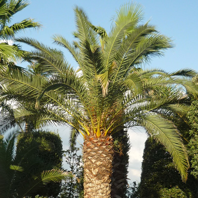 Verde pubblico: 55mila euro per la sostituzione delle palme attaccate dal punteruolo rosso
