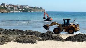 Mercoled&igrave; primo intervento di rimozione delle alghe dalla spiaggia di Salivoli