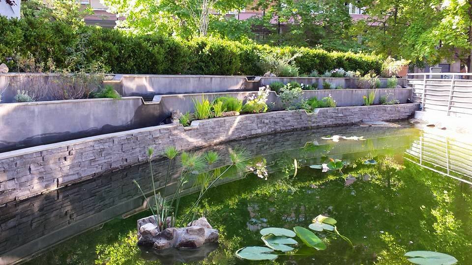 Festa dell\'albero.  Tre nuovi pini a dimora per tre bambini