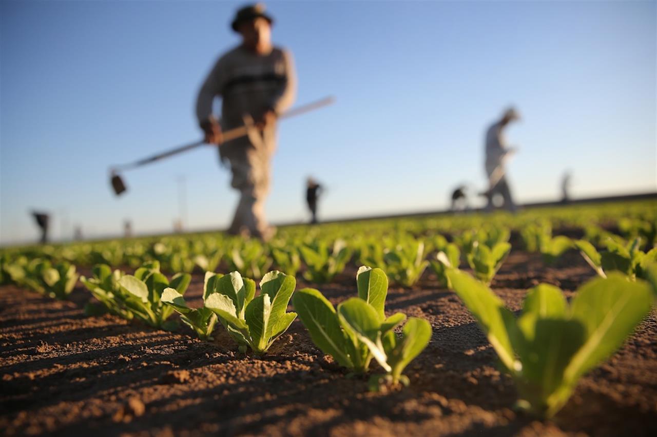 Dal Comune 50 mila euro a sostegno del settore agricolo