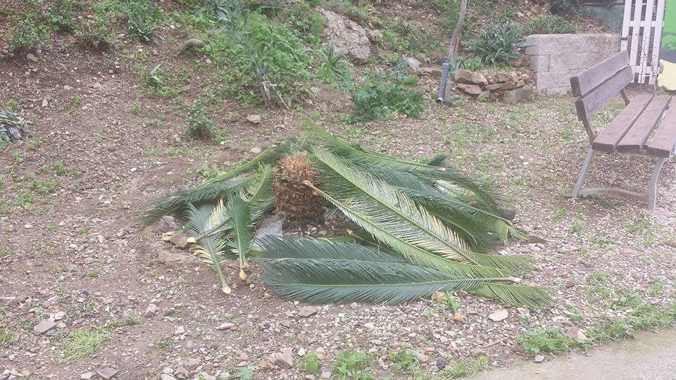 Distrutta una palma in via Amendola