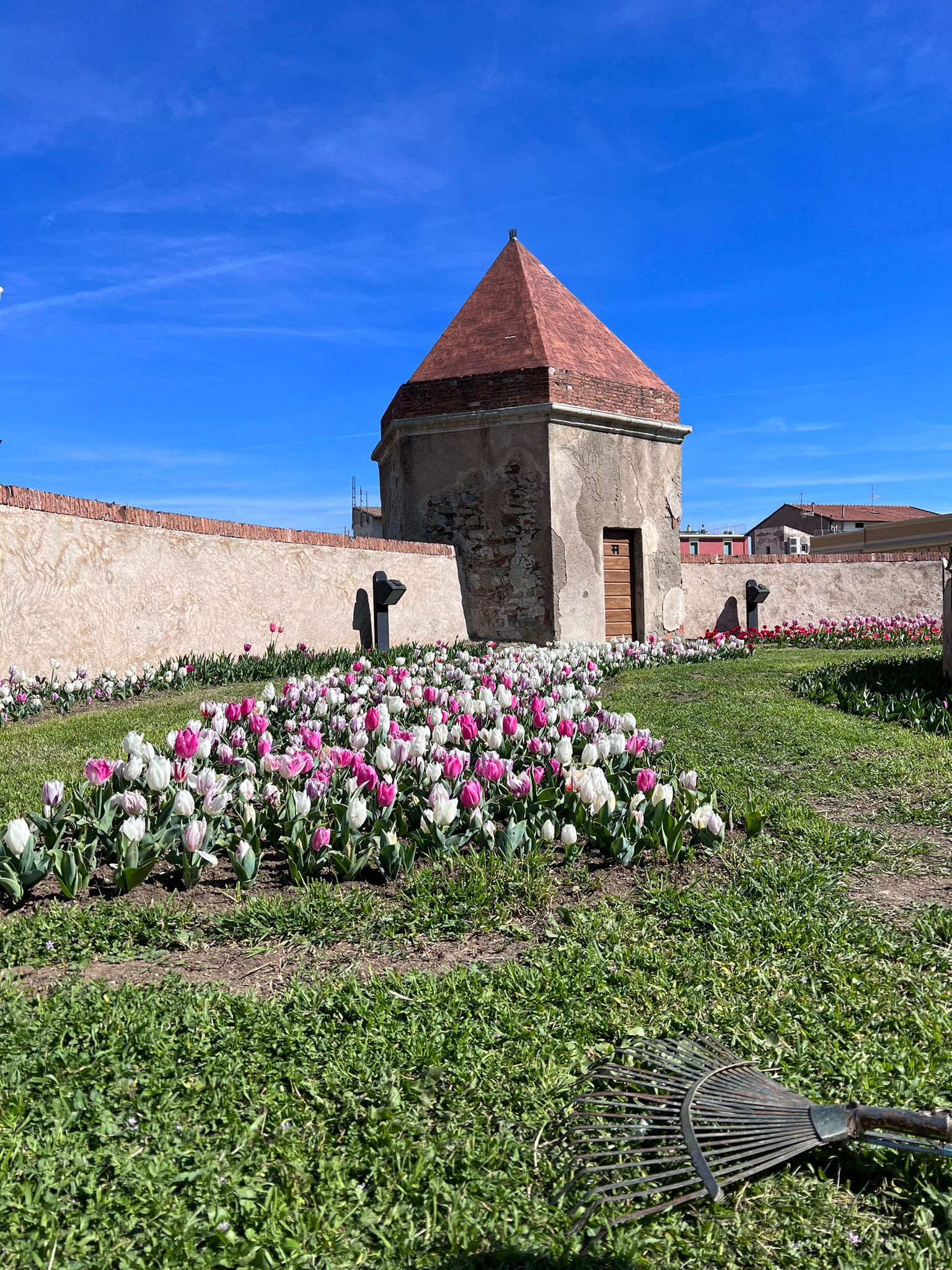La primavera sboccia sulle mura leonardesche di Piombino con I tulipani di Wander and Pick