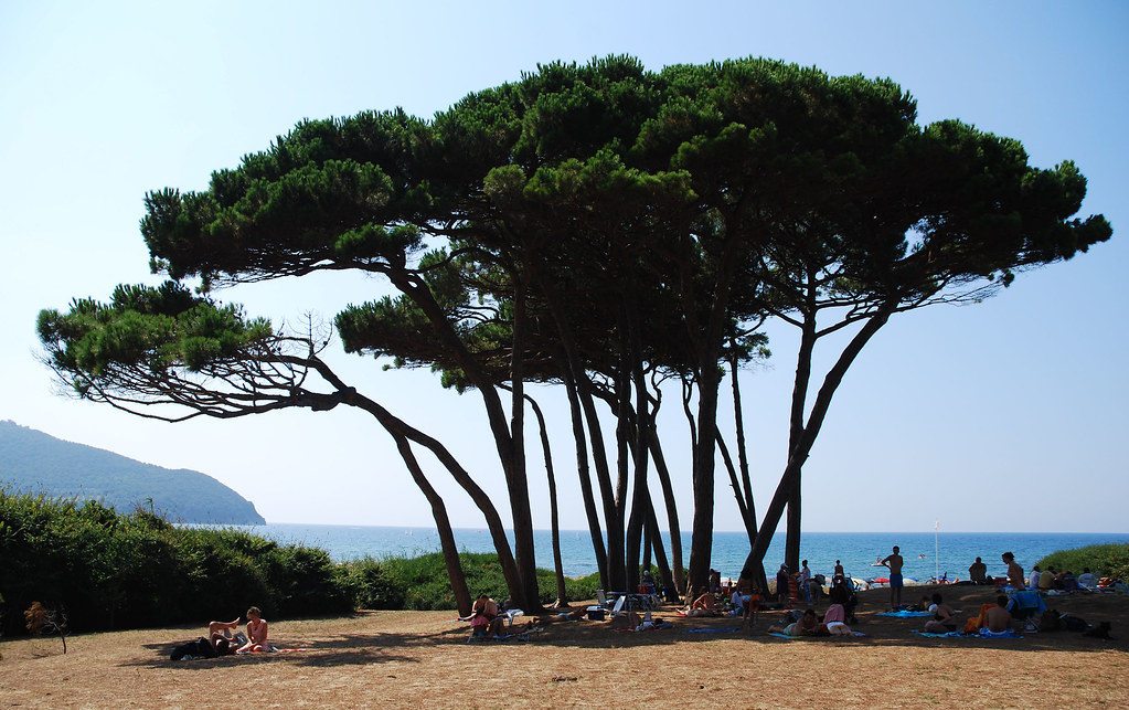 Pino caduto a Baratti: verifiche sugli altri alberi e servizi per gli utenti
