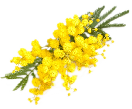 Festa della donna: al via il contest fotografico #Piombinocitt&agrave;delledonne