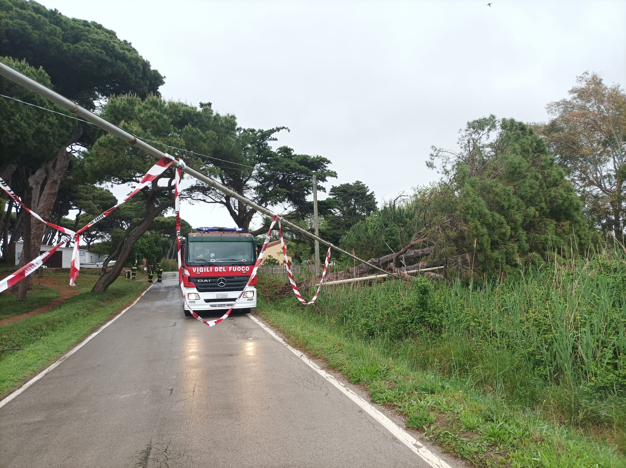 Maltempo, un altro pino caduto a Baratti:  gi in corso il piano di messa in sicurezza in tutto il territorio comunale