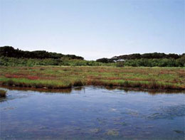 Piombino e Follonica al centro una importante ricerca archeologica e multidisciplinare finanziata dall\'Unione Europea