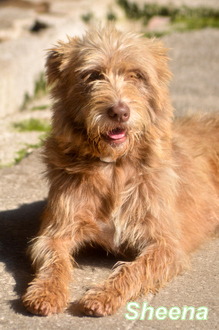 Gioved&igrave; prossimo inaugurazione del canile minimo di Montegemoli