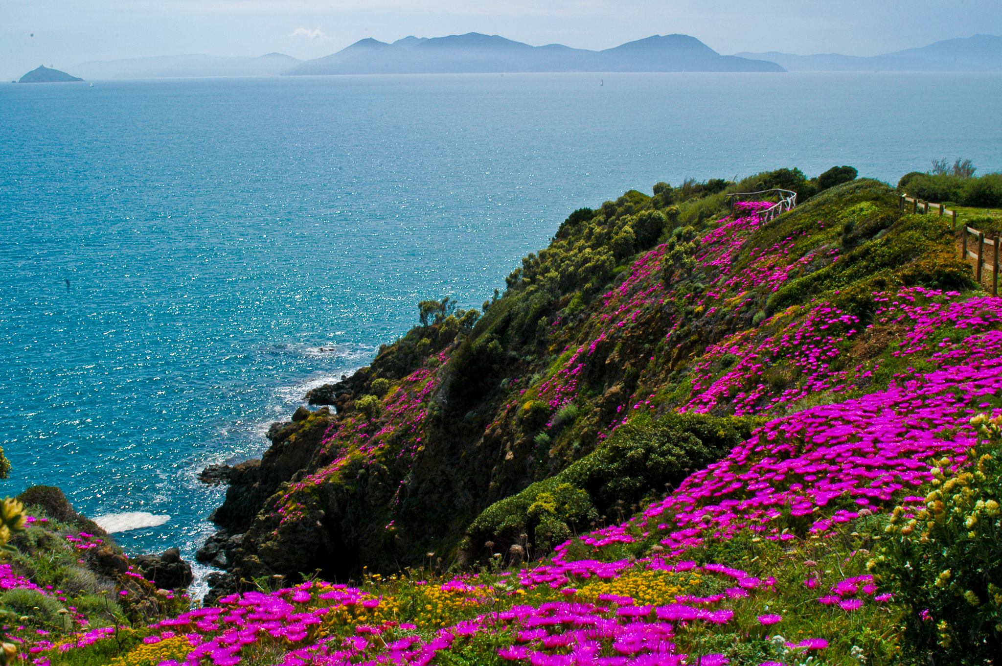Punta Falcone sar� ancora �Oasi delle api�