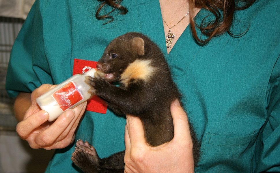 Confermato l�impegno del Comune di Piombino insieme a Lipu per la fauna selvatica in difficolt�